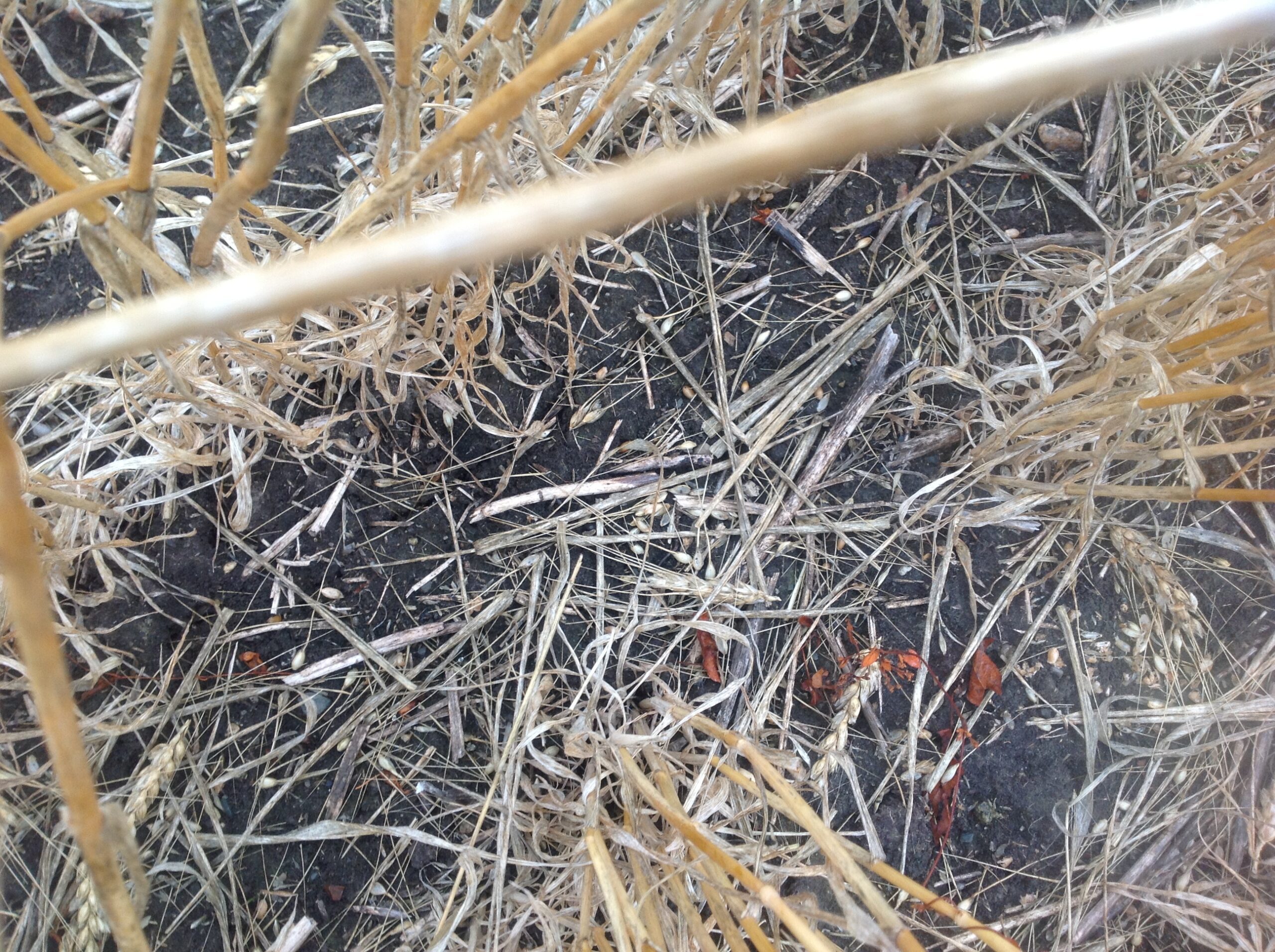 CARDALE 01 2012-10-30 10 07 23 AM